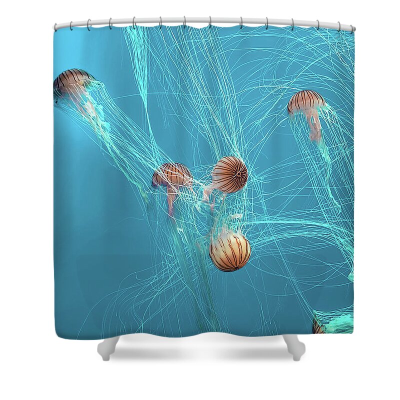 Jellyfish Shower Curtain featuring the photograph Graceful Jellyfish by Laura Fasulo
