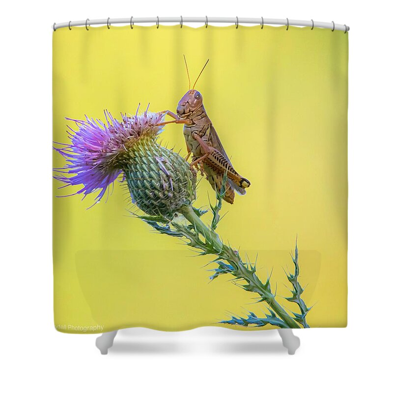 Grasshopper Shower Curtain featuring the photograph Grasshopper on Thistle by Pam Rendall