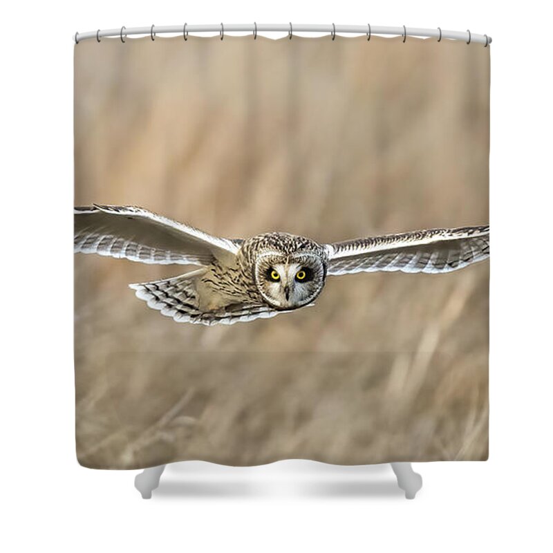 Short Eared Owl Shower Curtain featuring the photograph Grassland Ghost panoramic by James Overesch