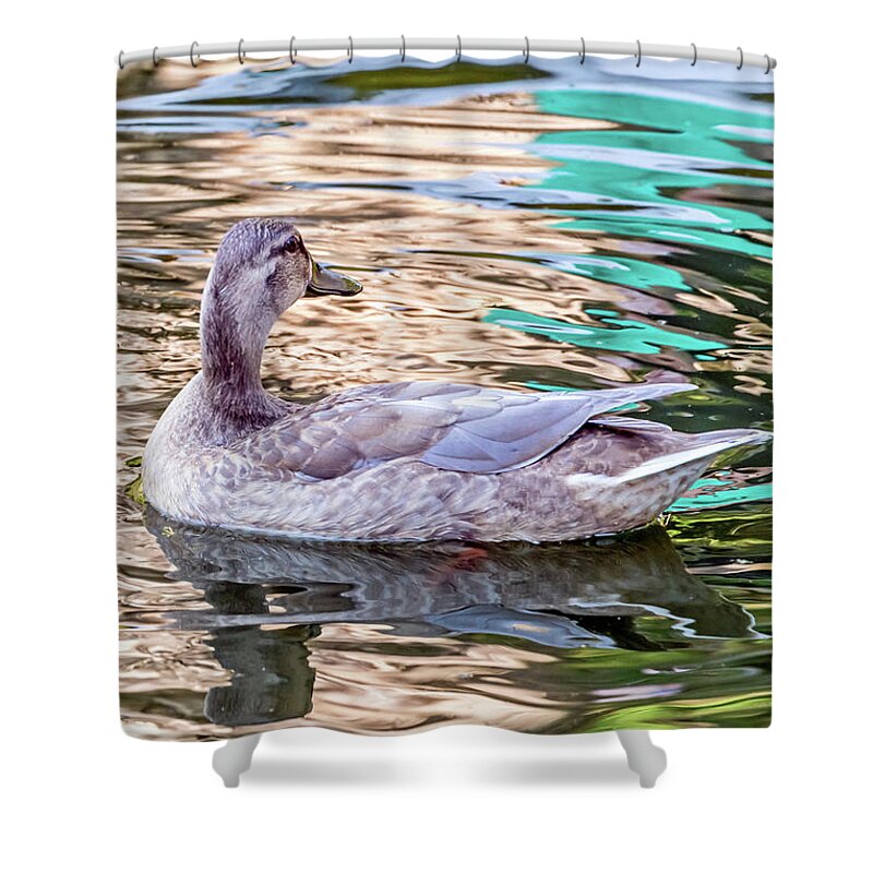 Bird Shower Curtain featuring the photograph Gray Lady Rainbow by Kate Brown