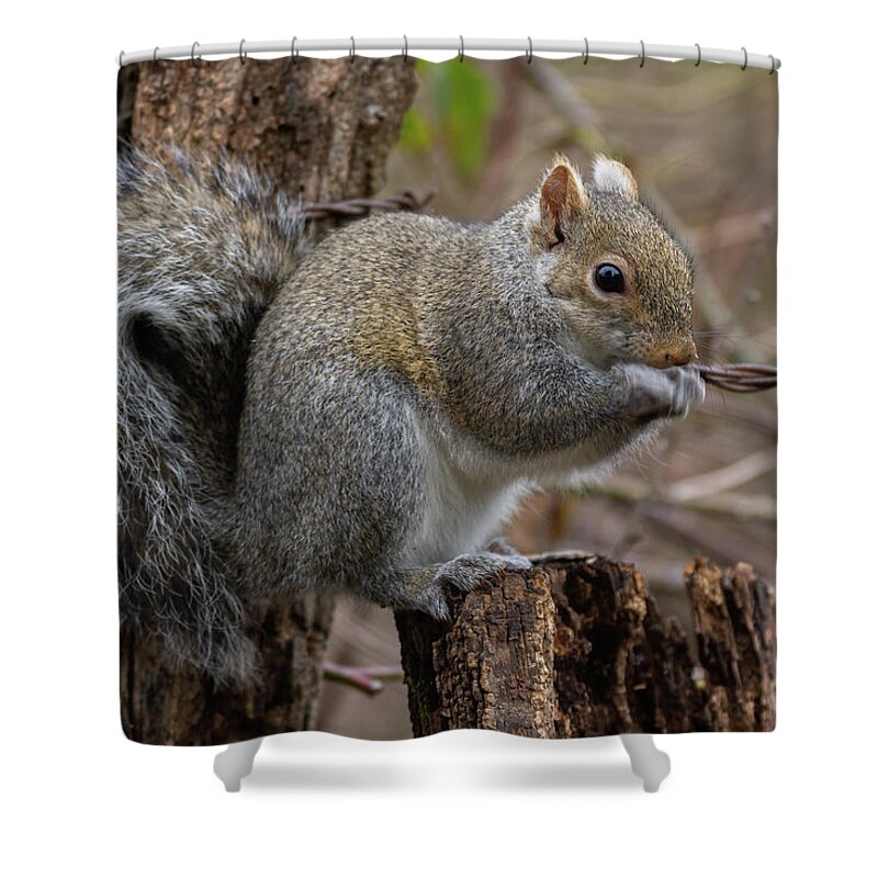 Gray Squirrel Shower Curtain featuring the photograph Gray Squirrel - 2119 by Jerry Owens
