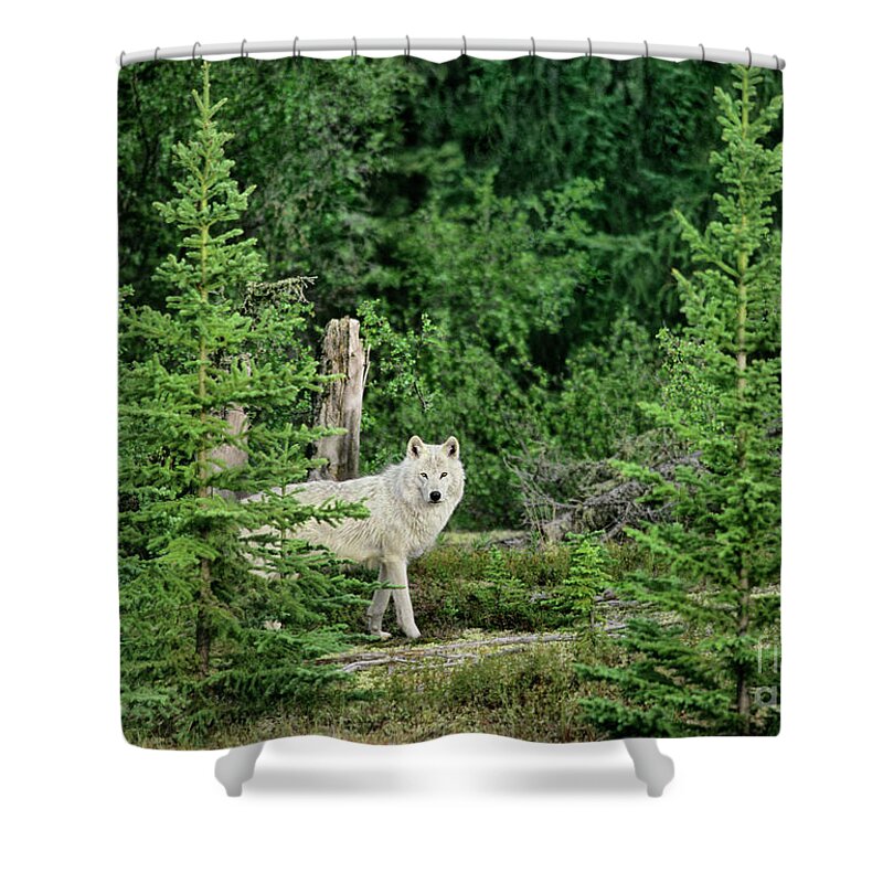 Davw Welling Shower Curtain featuring the photograph Gray Wolf In Taiga Forest Northwest Territories Canada by Dave Welling