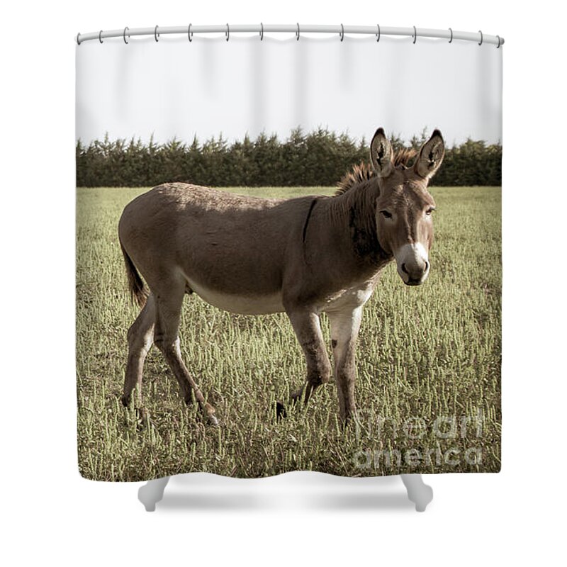 Donkey Shower Curtain featuring the photograph Grazing Anatomy by Cheryl McClure