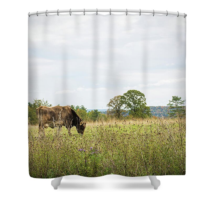 Cow Shower Curtain featuring the photograph Grazing Cow in the Pasture by Angie Tirado