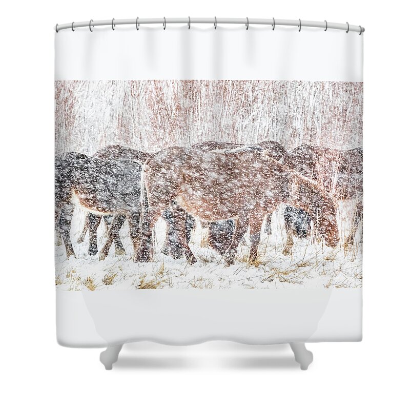 Nevada Shower Curtain featuring the photograph Grazing Through The Snow by Marc Crumpler