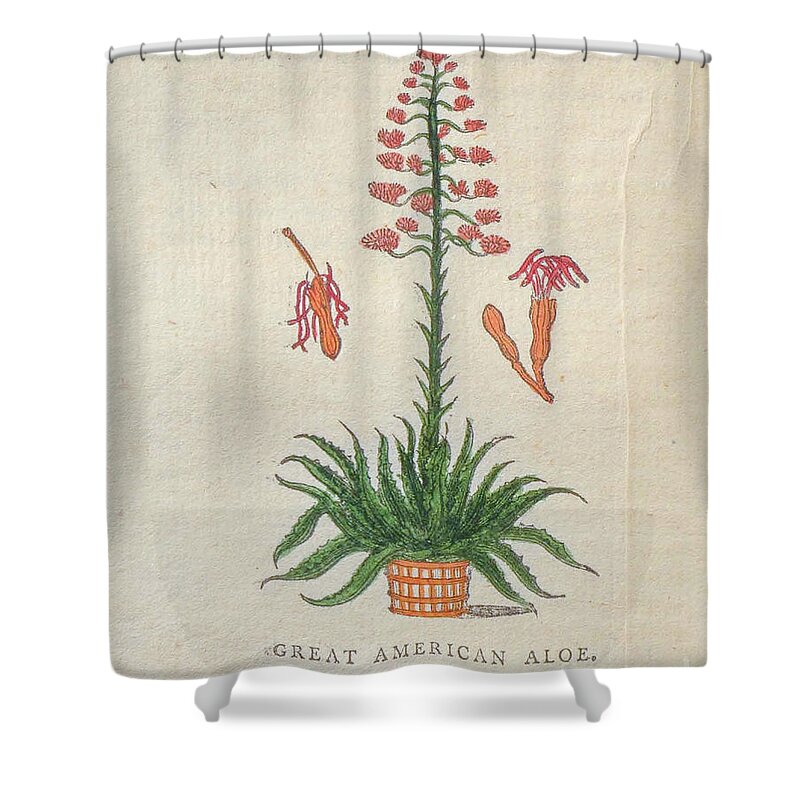Great American Shower Curtain featuring the drawing Great American Aloe t2 by Botany
