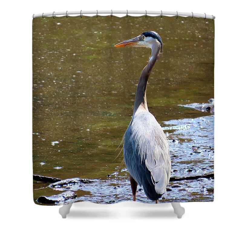 Birds Shower Curtain featuring the photograph Great Blue Heron at Amico Island, New Jersey by Linda Stern