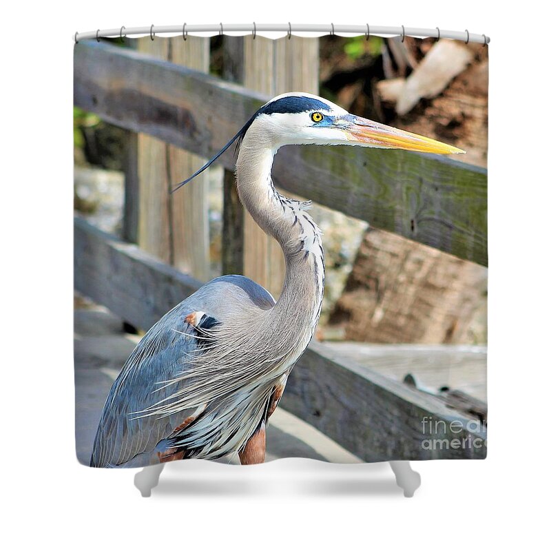 Heron Shower Curtain featuring the photograph Great Blue Heron down at the pier looking out yonder by Joanne Carey