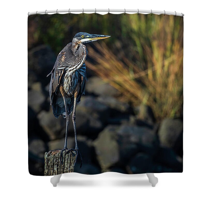 Adrea Shower Curtain featuring the photograph Great Blue Heron III Color by David Gordon