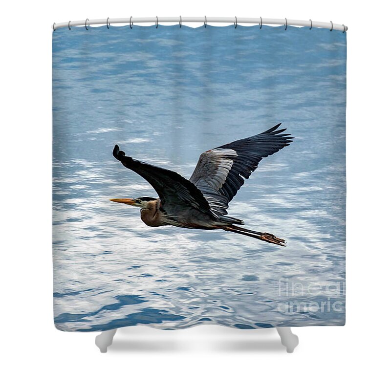 Great Shower Curtain featuring the photograph Great Blue Heron In Flight by Beachtown Views