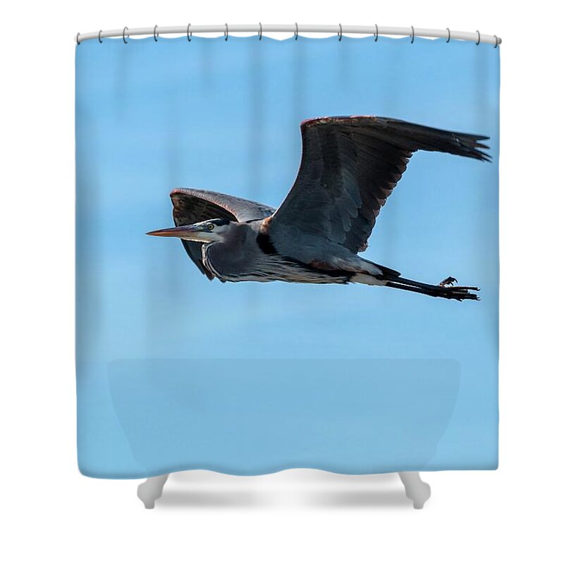 Ardea Shower Curtain featuring the photograph Great Blue Heron in Flight by Liza Eckardt