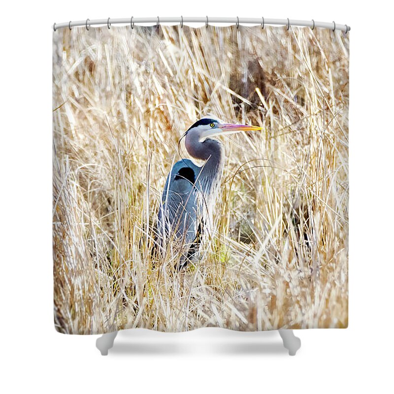 2d Shower Curtain featuring the photograph Great Blue Heron In Marsh Grass by Brian Wallace