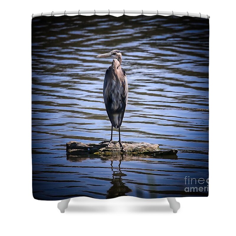 Heron Shower Curtain featuring the photograph Great Blue Heron by Veronica Batterson