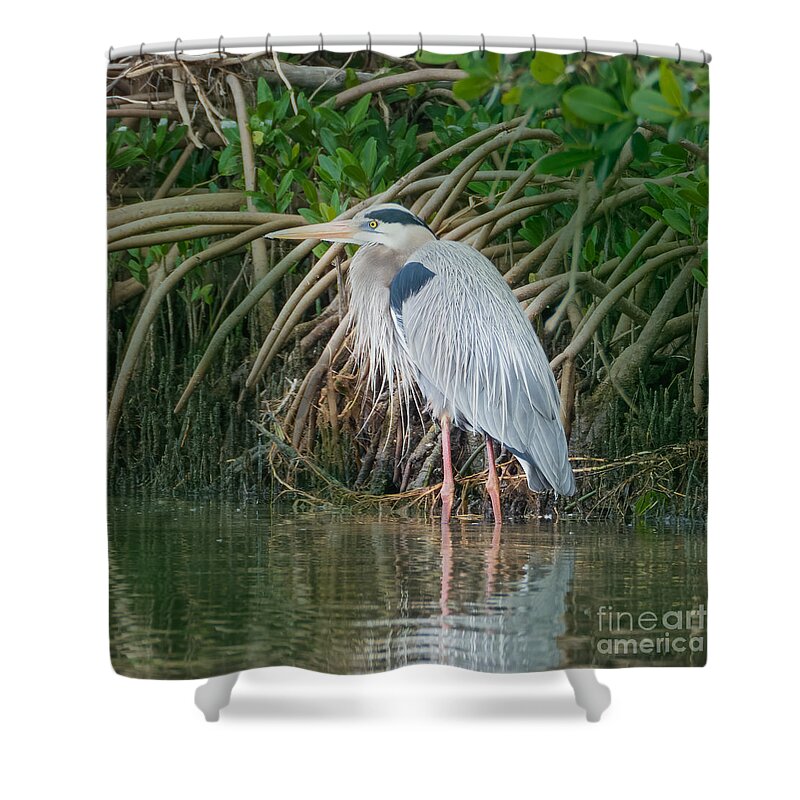 Great Blue Heron Shower Curtain featuring the photograph Great Blue Heron with Mating Plumage at Honeymoon Island State Park by L Bosco