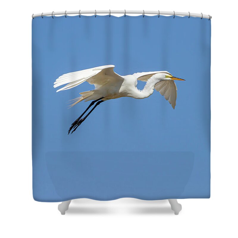 Great Egret Shower Curtain featuring the photograph Great Egret 2014-14 by Thomas Young