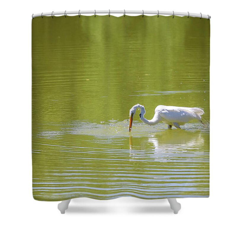 2020 Shower Curtain featuring the photograph Great Egret Fishing by Dawn Richards