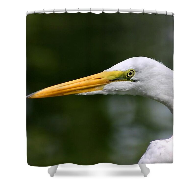 Bird Shower Curtain featuring the photograph Great Egret by Kristin Elmquist