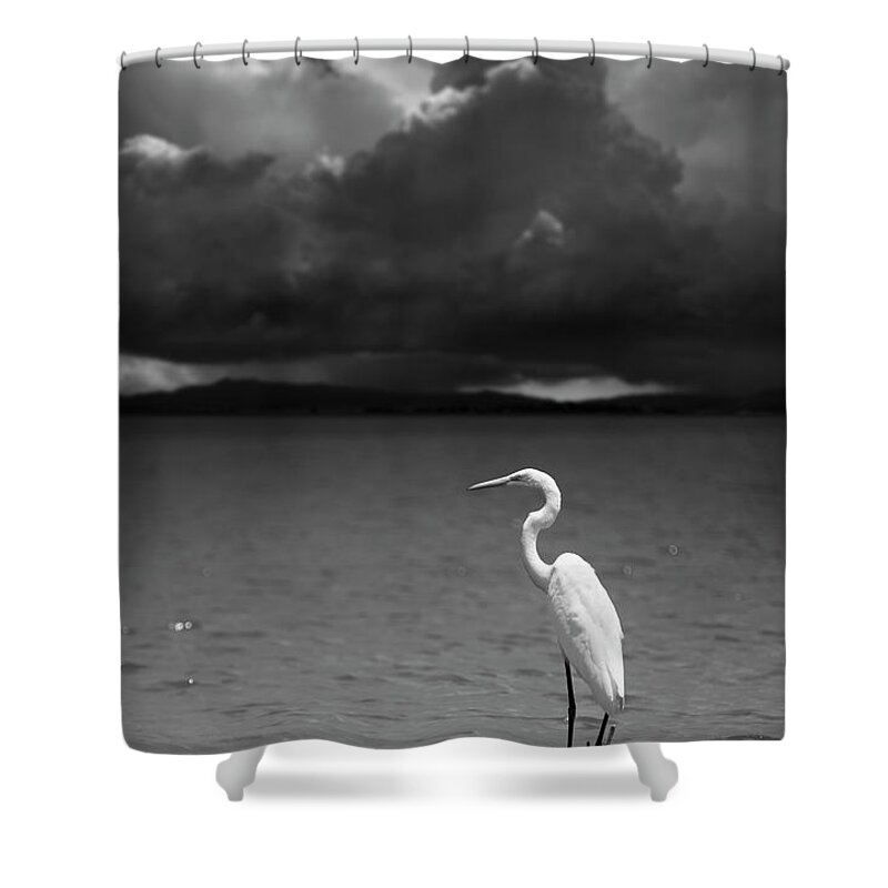 San Diego Shower Curtain featuring the photograph Great Egret on Lake Henshaw by William Dunigan