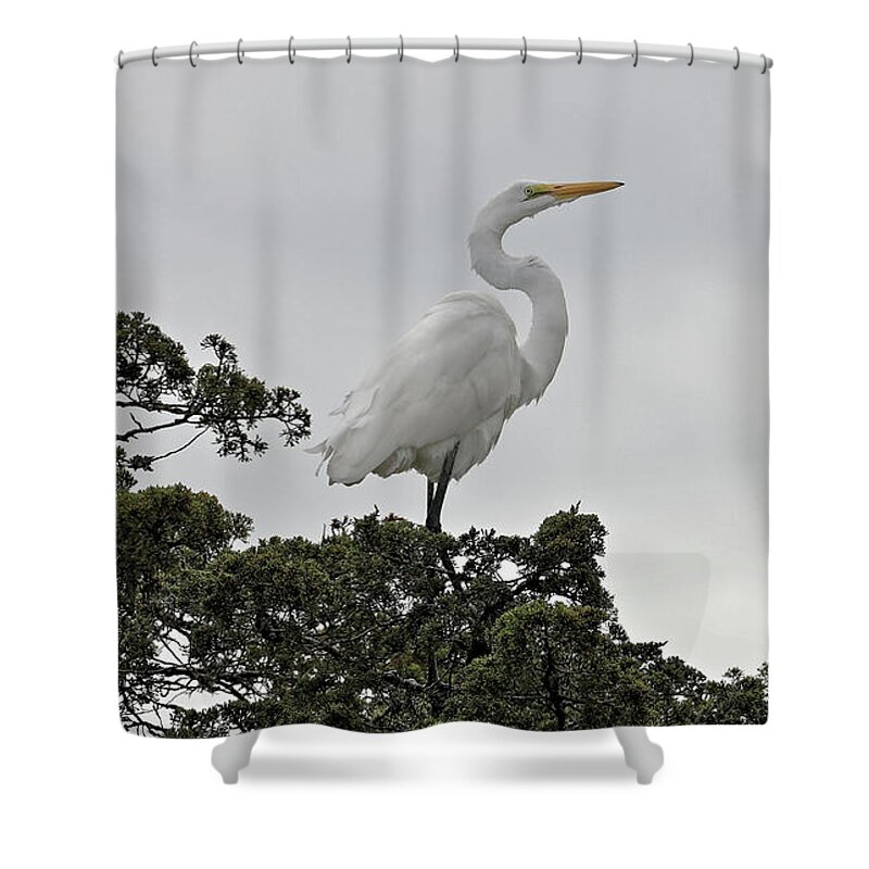 Great Egret Shower Curtain featuring the photograph White Egret Posed by Doolittle Photography and Art
