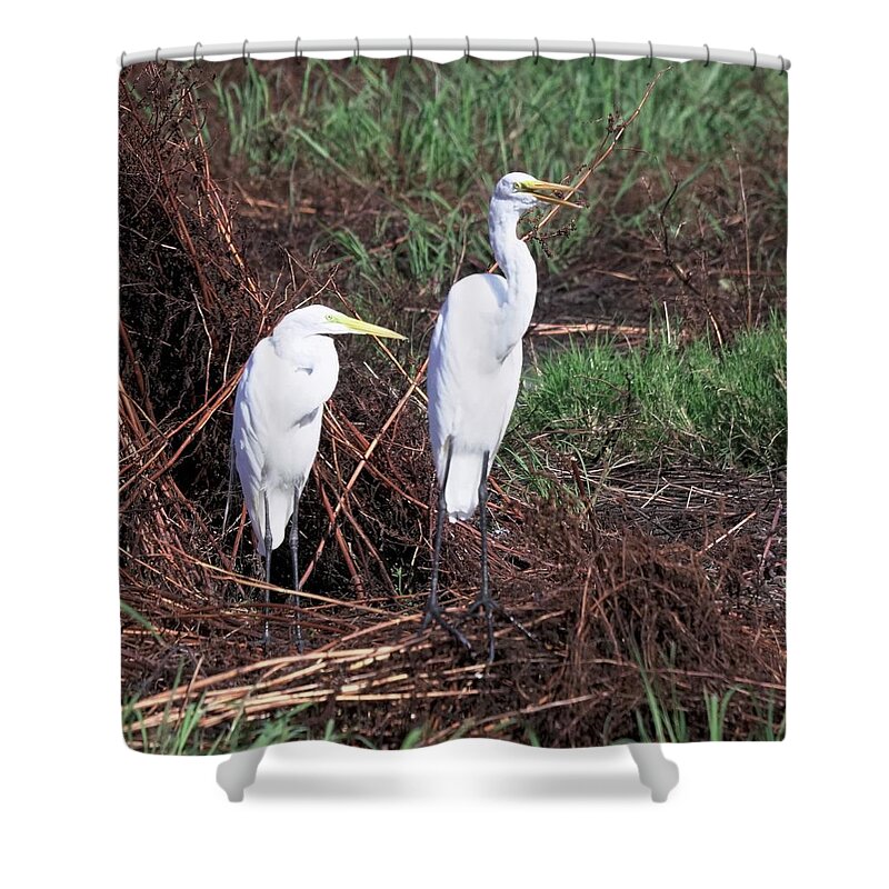 Animal Wildlife Shower Curtain featuring the photograph Great Egret's by Dennis Boyd