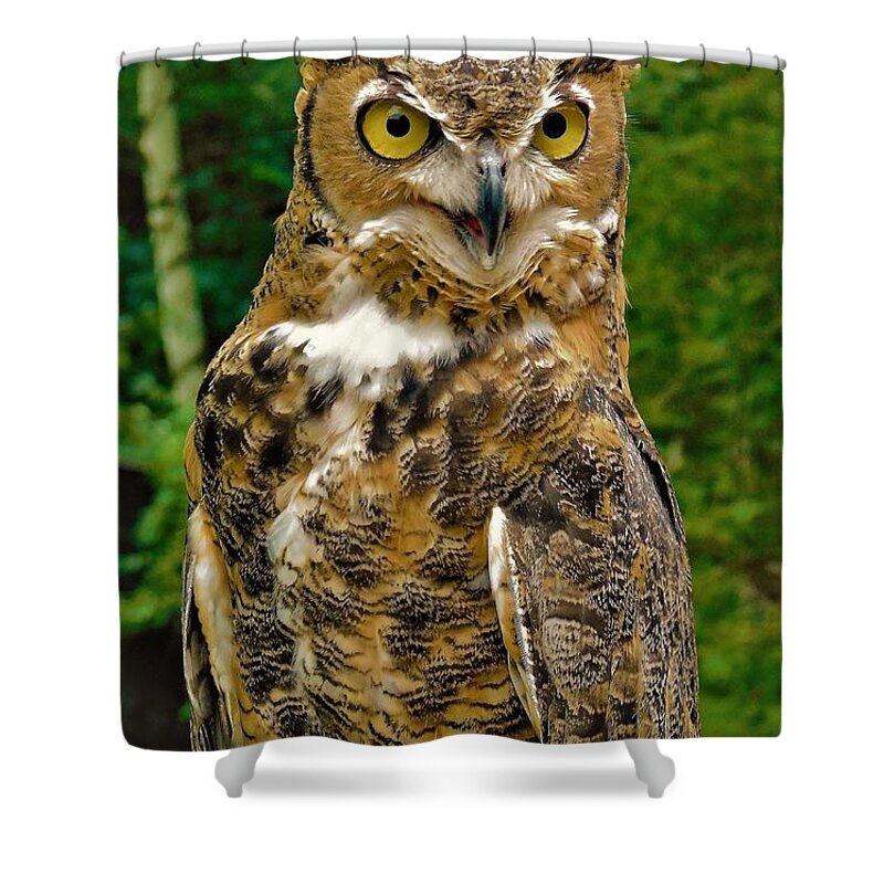 - Great Horned Owl 2 Shower Curtain featuring the photograph - Great Horned Owl 2 by THERESA Nye