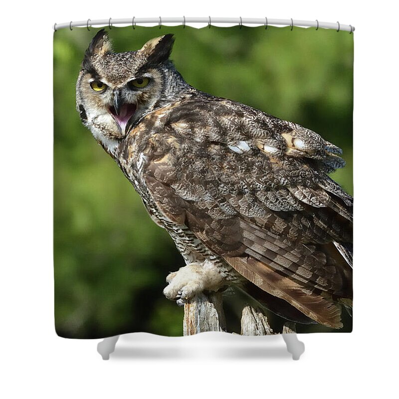 Outdoor Shower Curtain featuring the photograph Great Horned Owl by David Porteus
