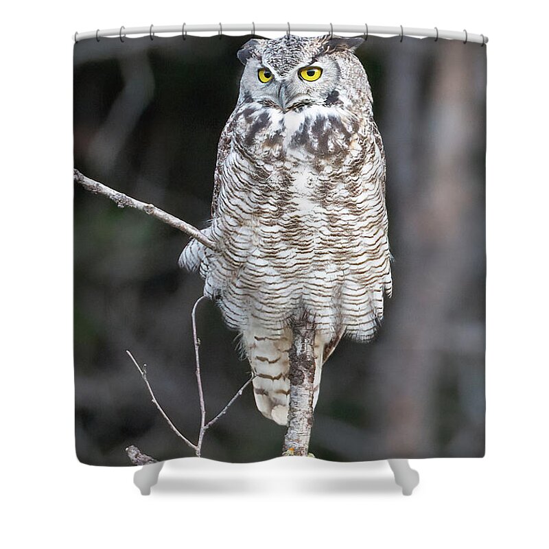 Great Horned Owl Shower Curtain featuring the photograph Great Horned Owl by Jack Bell