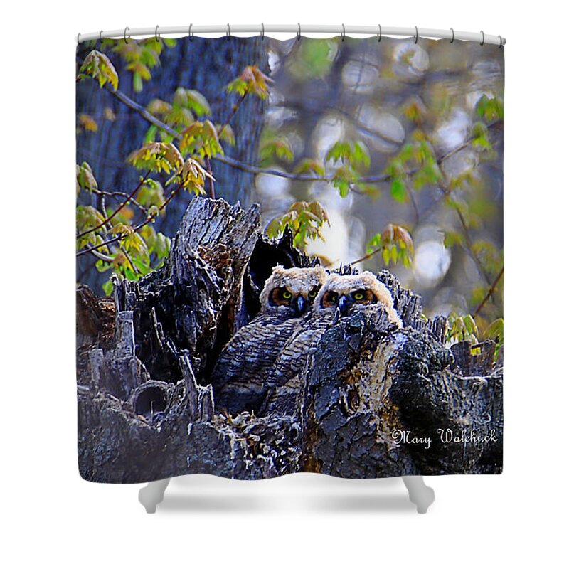 Owls Shower Curtain featuring the photograph Great Horned Owlets by Mary Walchuck