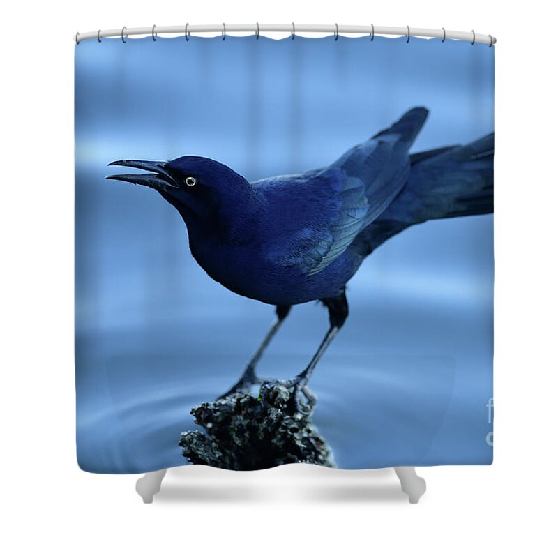 Quiscalus Mexicanus Shower Curtain featuring the photograph Great-tailed Grackle by Amazing Action Photo Video