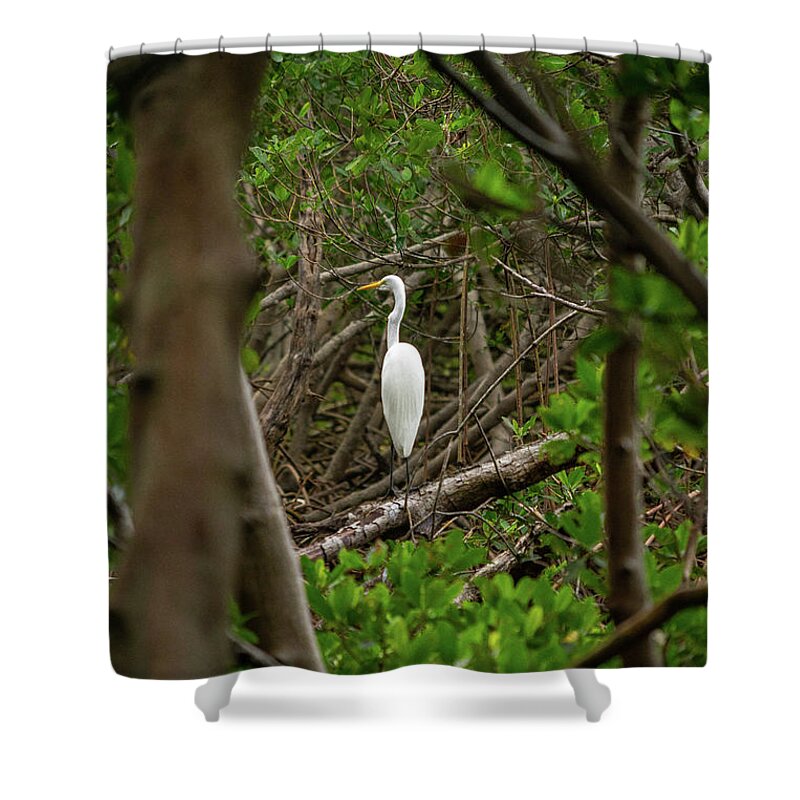Florida Shower Curtain featuring the photograph Great White Heron #1 by Marian Tagliarino