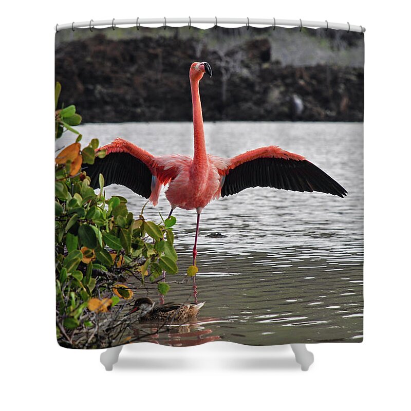 American Flamingo Shower Curtain featuring the photograph Greater Flamingo or American Flamingo - Galapagos by Henri Leduc