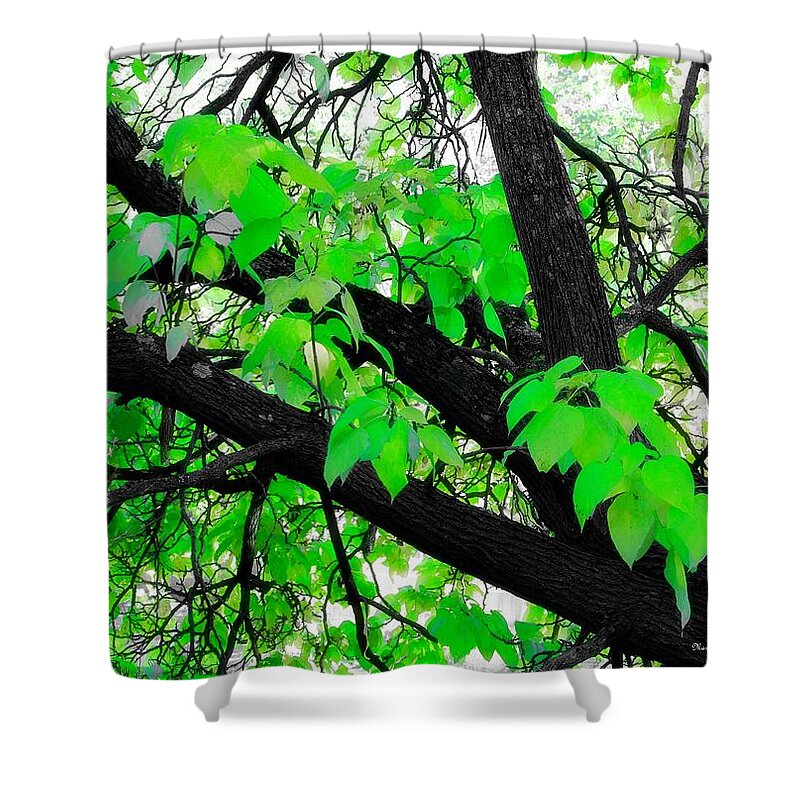 Tree Nature Landscape Shower Curtain featuring the photograph Green and Serene by Mary Walchuck