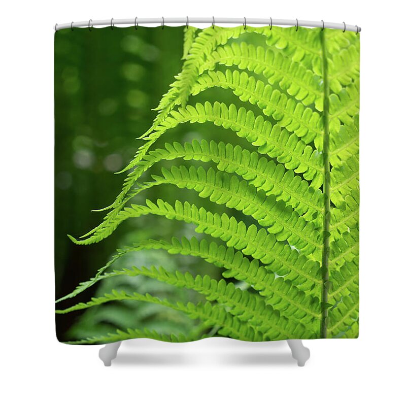 Fern Shower Curtain featuring the photograph Green fern and summer dream in the forest by Adriana Mueller