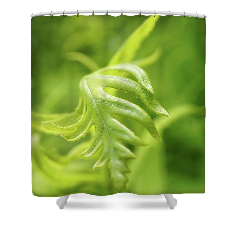 Green Shower Curtain featuring the photograph Green fern leaves by Lilia S