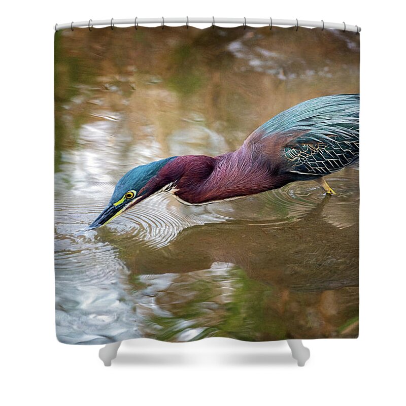 Green Heron Shower Curtain featuring the photograph Green Heron Fishing by Jaki Miller