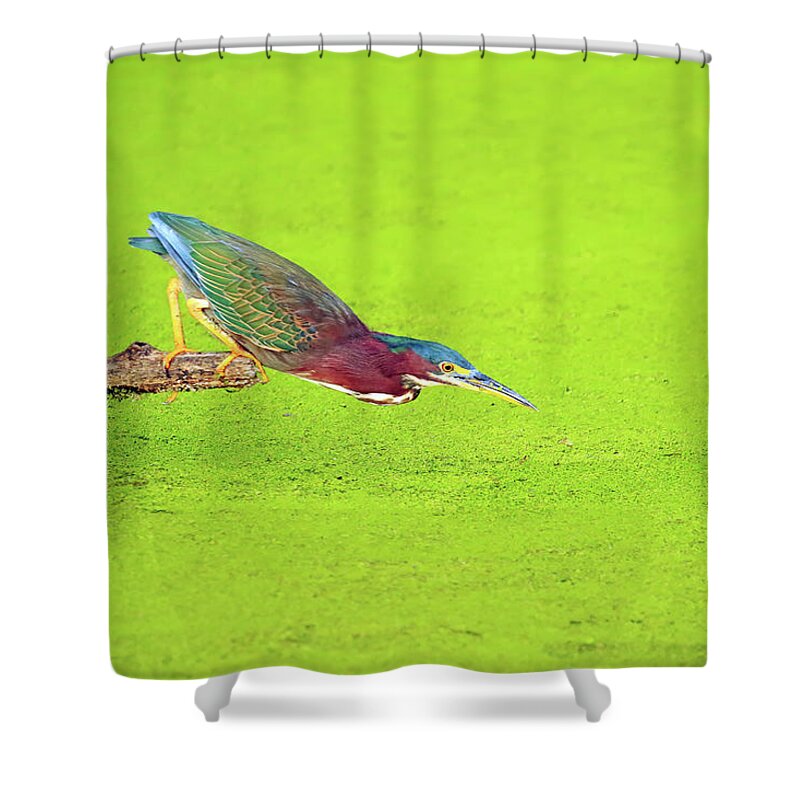 Green Heron Shower Curtain featuring the photograph Green Heron Ready to Strike by Shixing Wen