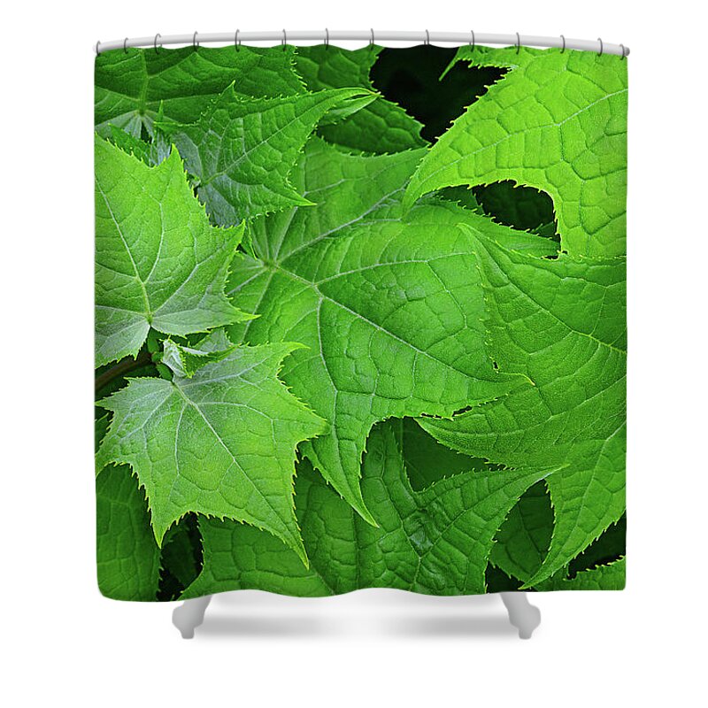 Maple Shower Curtain featuring the photograph Green maple leaves by Bernhard Schaffer