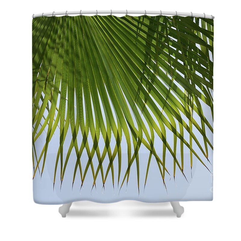 Palm Leaf Shower Curtain featuring the photograph Green palm leaf and blue sky on the beach by Adriana Mueller