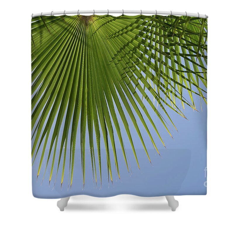 Palm Leaf Shower Curtain featuring the photograph Green palm leaf and blue sky, summer season by Adriana Mueller