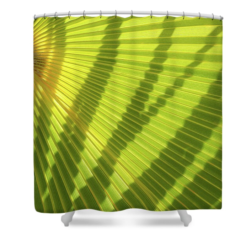 Palm Leaf Shower Curtain featuring the photograph Green palm leaf and shadows 1 by Adriana Mueller
