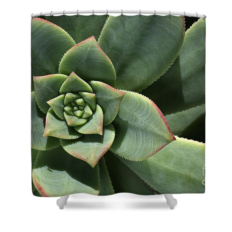 Joy Watson Shower Curtain featuring the photograph Green Shades Of Hens And Chicks by Joy Watson