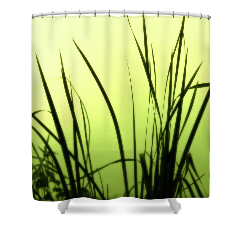 Reeds Shower Curtain featuring the photograph Green Soft Edges of morning by Cynthia Dickinson