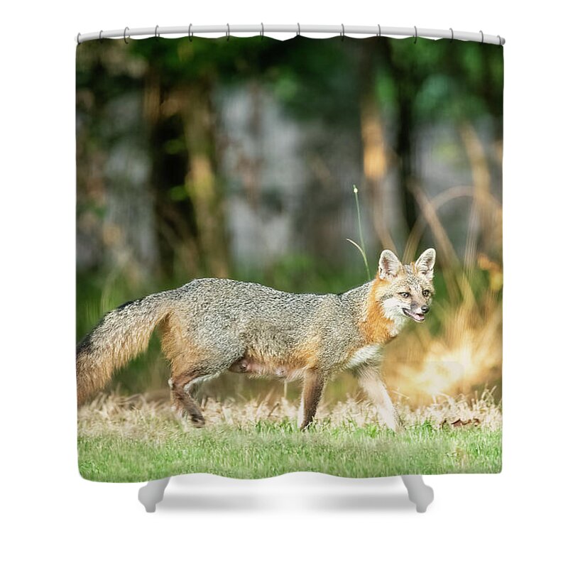 Fox Shower Curtain featuring the photograph Grey Fox-1 by John Kirkland