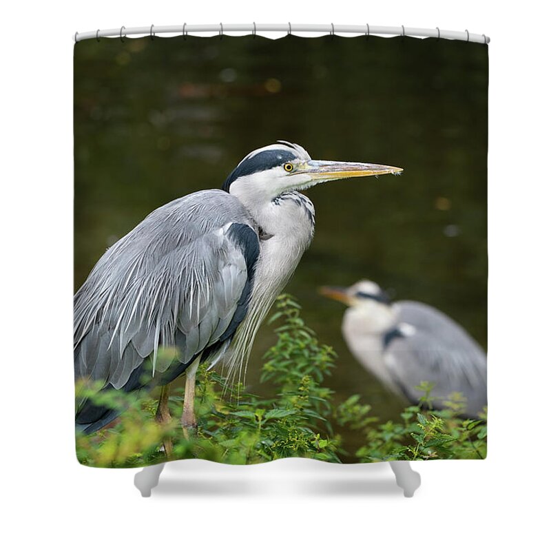 Grey Shower Curtain featuring the photograph Grey Heron Wading Bird by Artur Bogacki