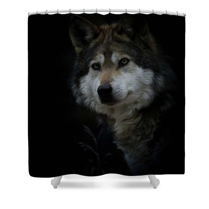 Wolf Shower Curtain featuring the photograph Grey Wolf Portrait by Ernest Echols