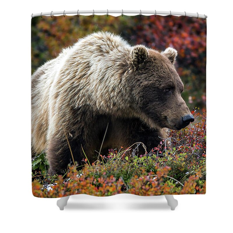 Grizzly Shower Curtain featuring the photograph Grizzly bear in Denali national park - Alaska by Olivier Parent