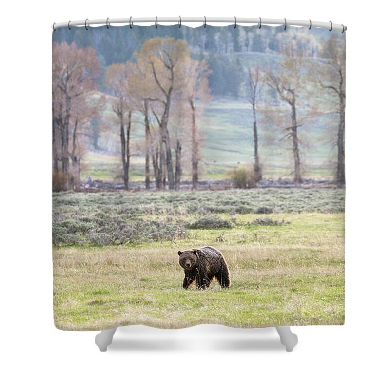 Grizzly Bear Shower Curtain featuring the photograph Grizzly on the Valley Floor by Max Waugh