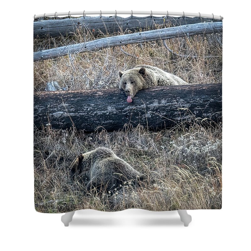 Grizzly Shower Curtain featuring the photograph Grizzly Tongue by Paul Freidlund