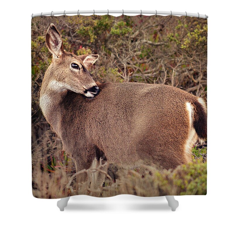 Wildlife Shower Curtain featuring the photograph Grooming Deer by Brian Tada