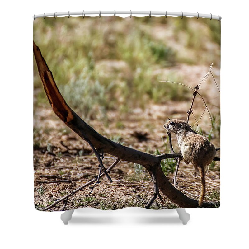 Arizona Shower Curtain featuring the photograph Ground Squirrel on Tree Limb 2 by Dawn Richards